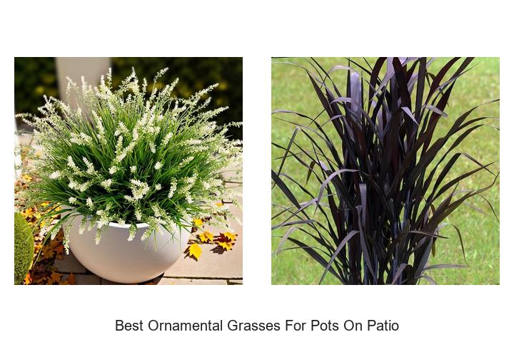 Best Ornamental Grasses for Pots on Patio – Stunning Picks!
