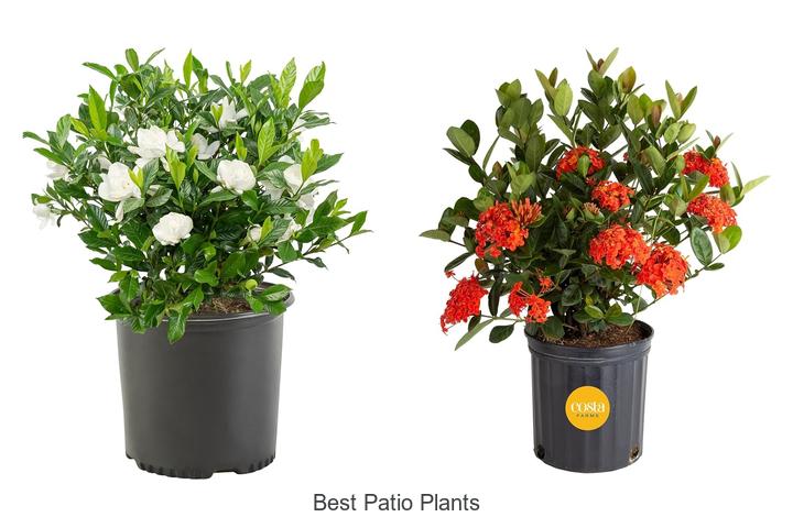 Best Patio Plants That Will Transform Your Outdoor Space!