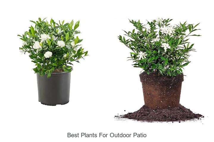 Best Plants for Outdoor Patio That Will Transform Your Space!